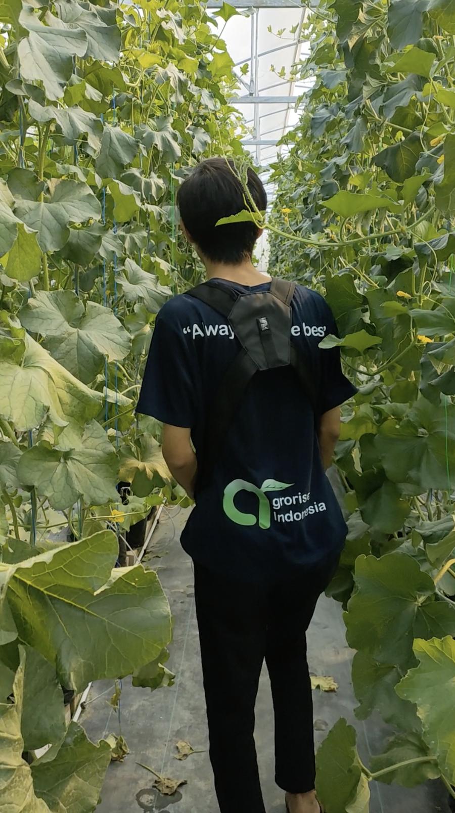 Greenhouse cucumber crop growing on cocopeat substrate