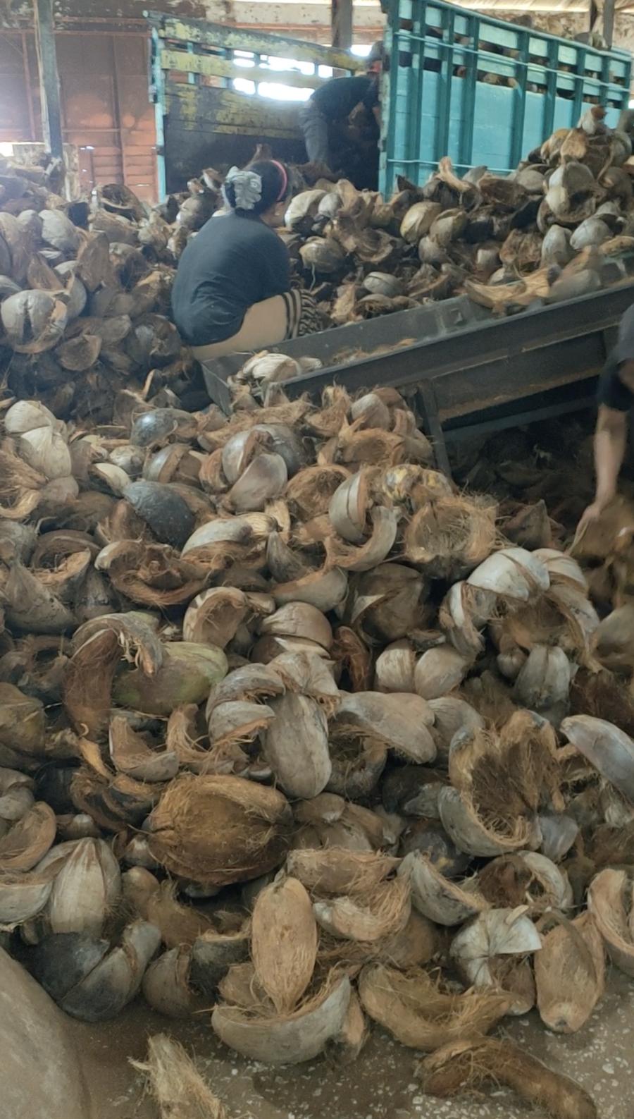 Coconut husk raw material being unloaded for chip cutting